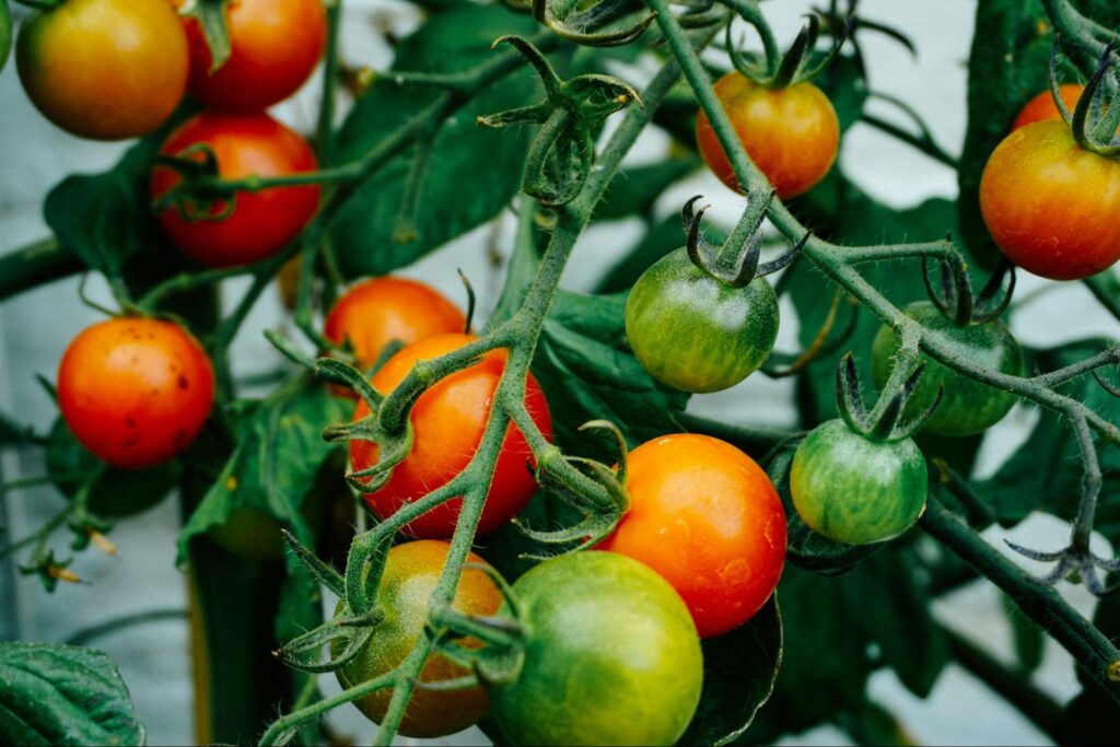 Fruit And Vegetable Farms 