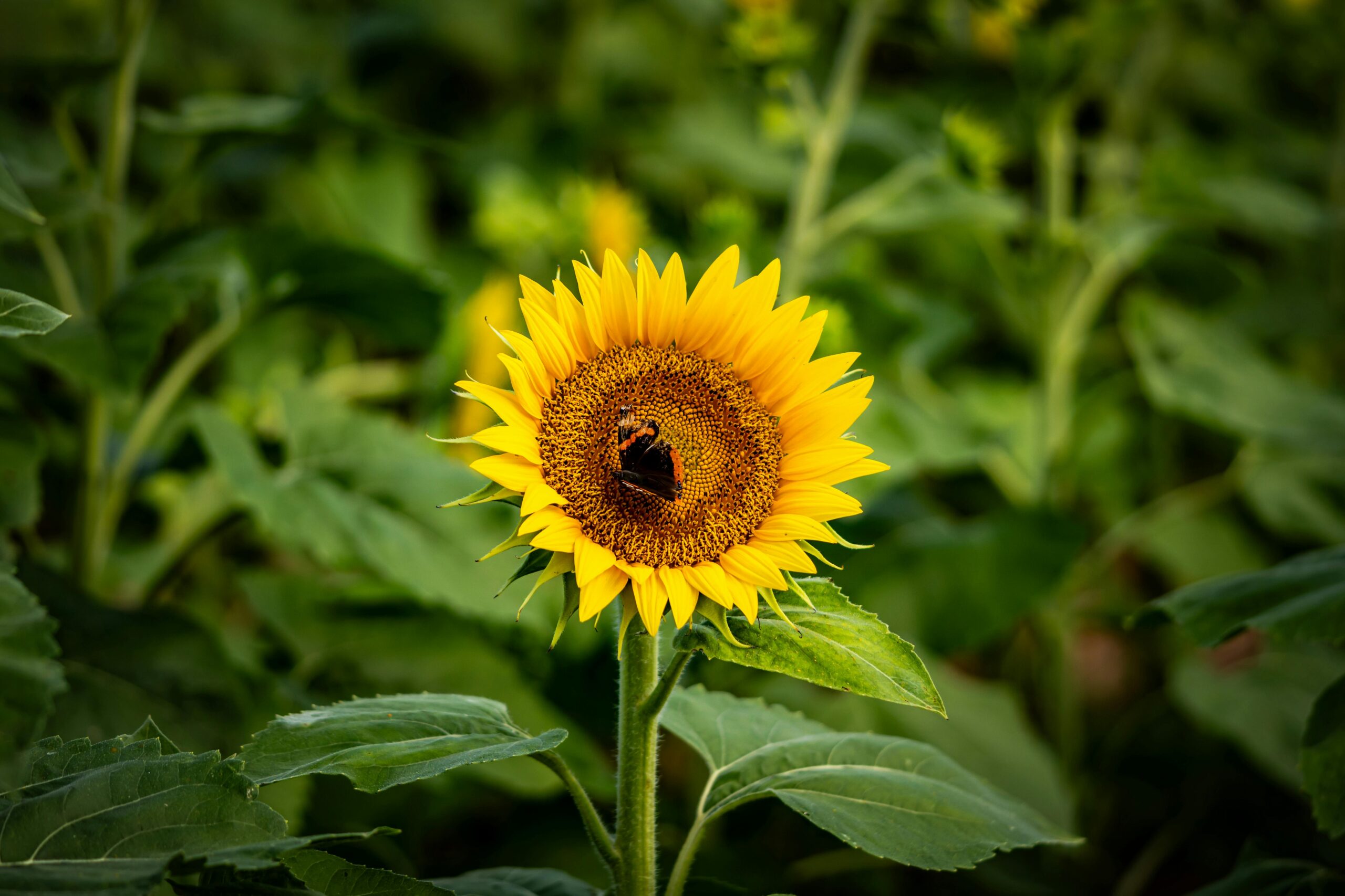 sunflower fields london 