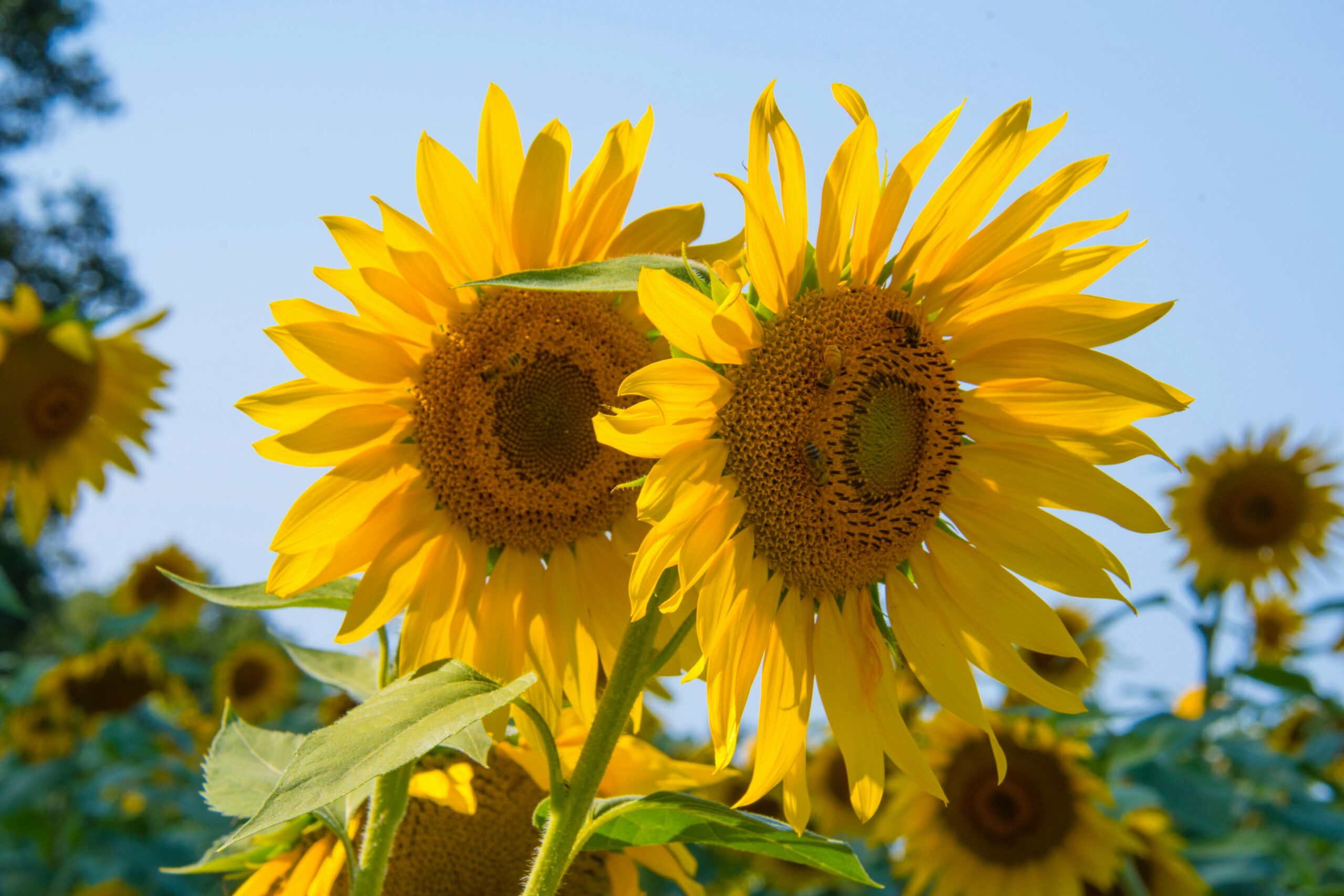 london sunflower field 