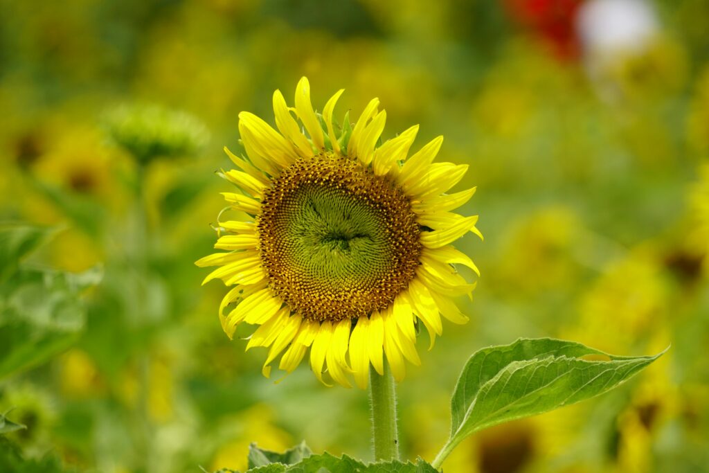 sunflower field london