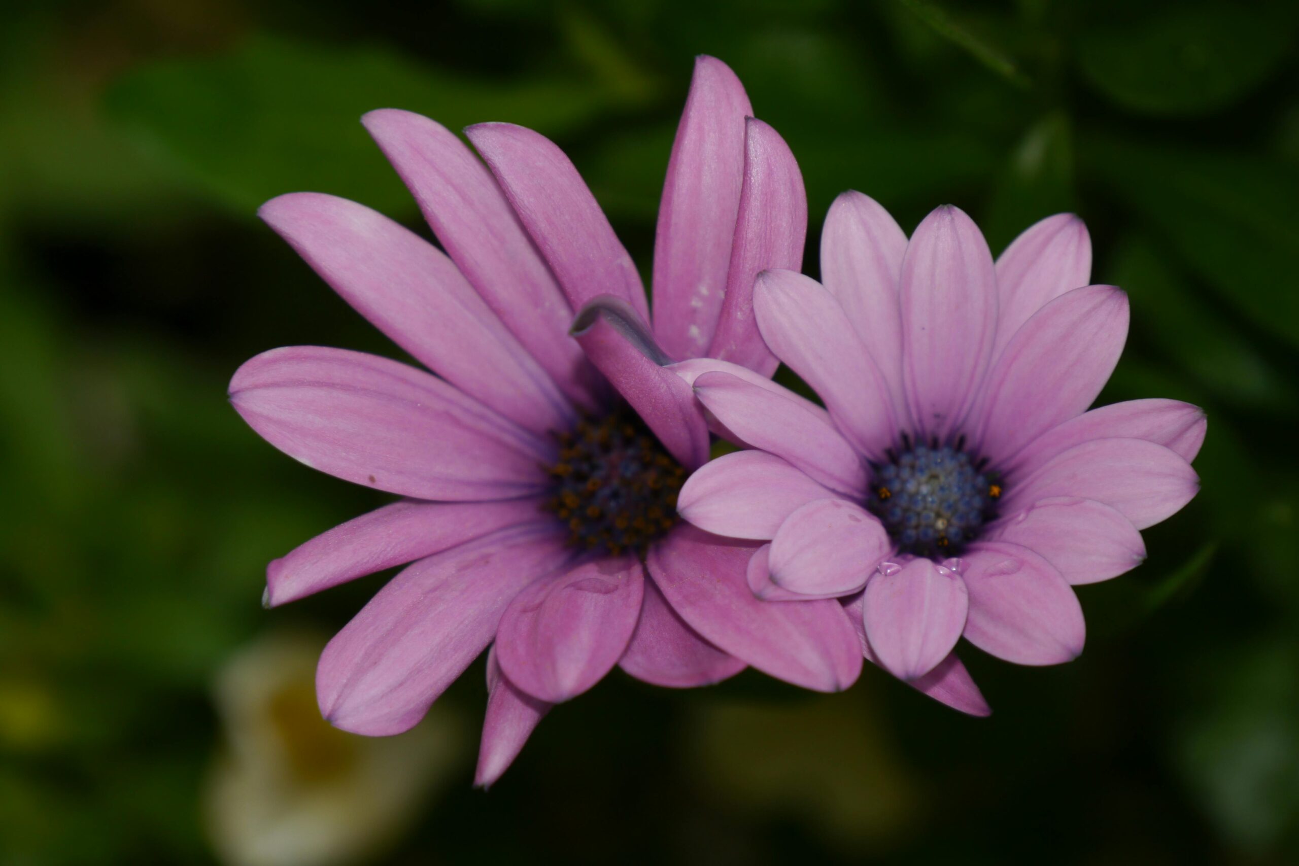 Spring Flowers in London