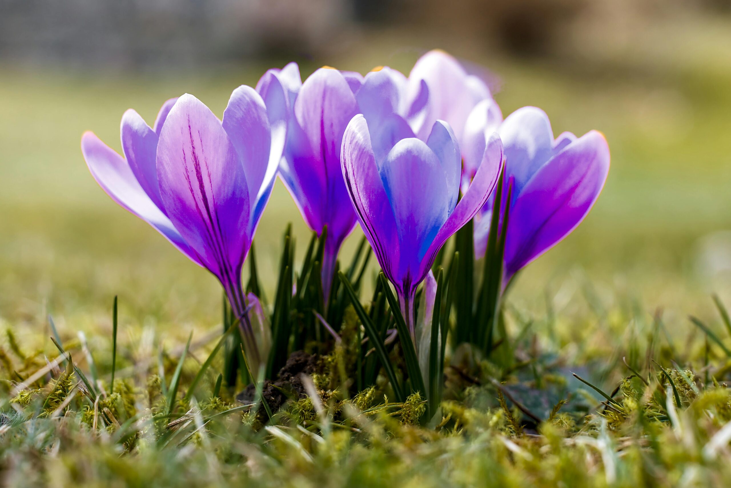 Spring Flowers in London