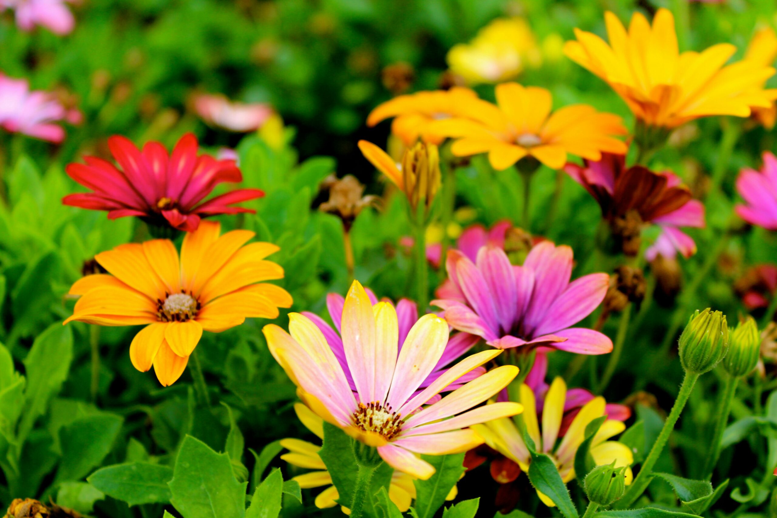 Spring Flowers in London