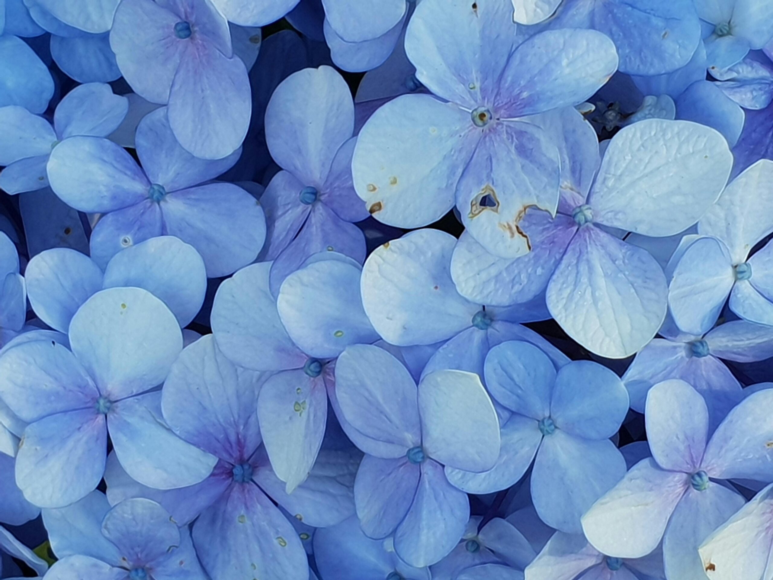 Spring Flowers in London