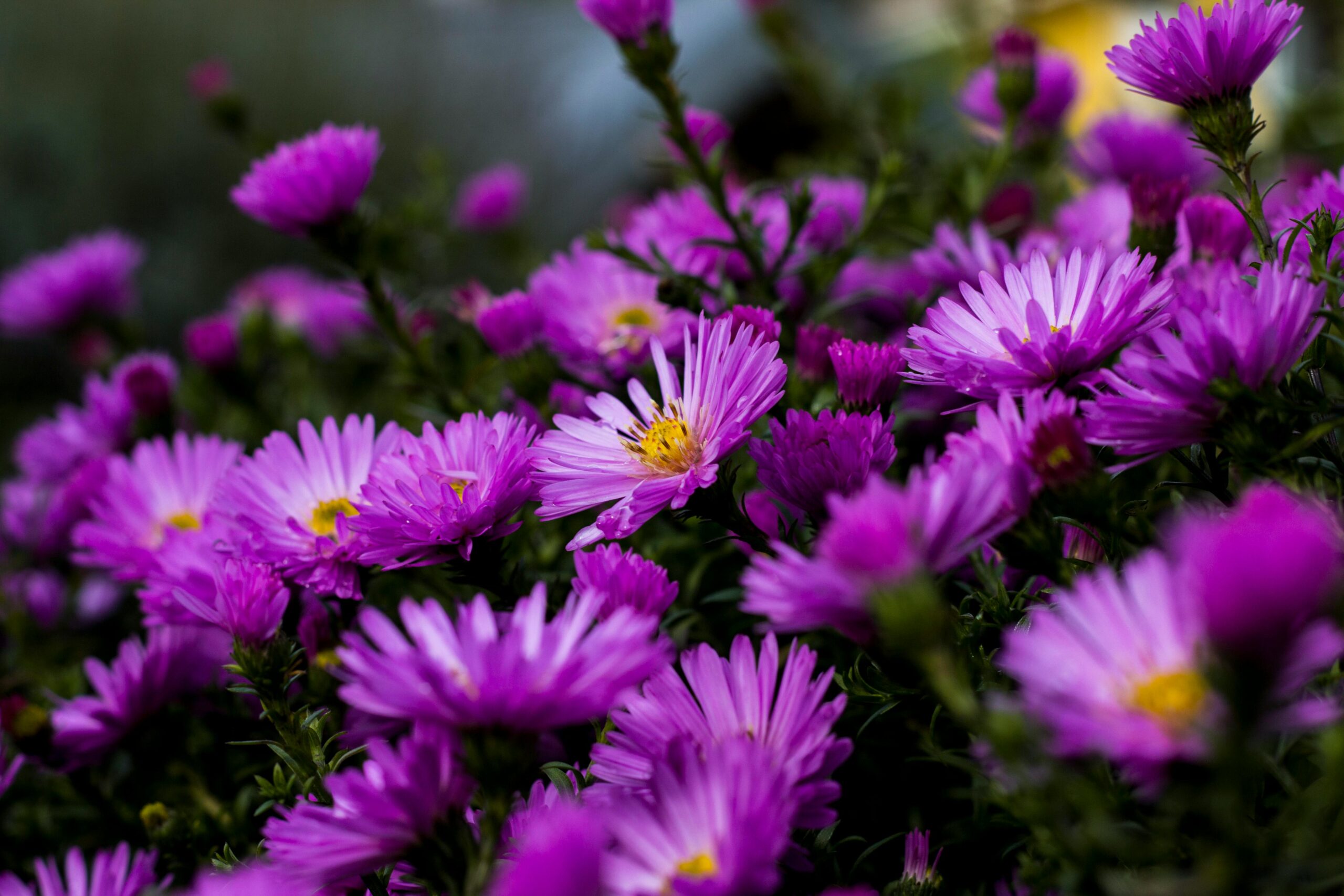 Spring Flowers in London