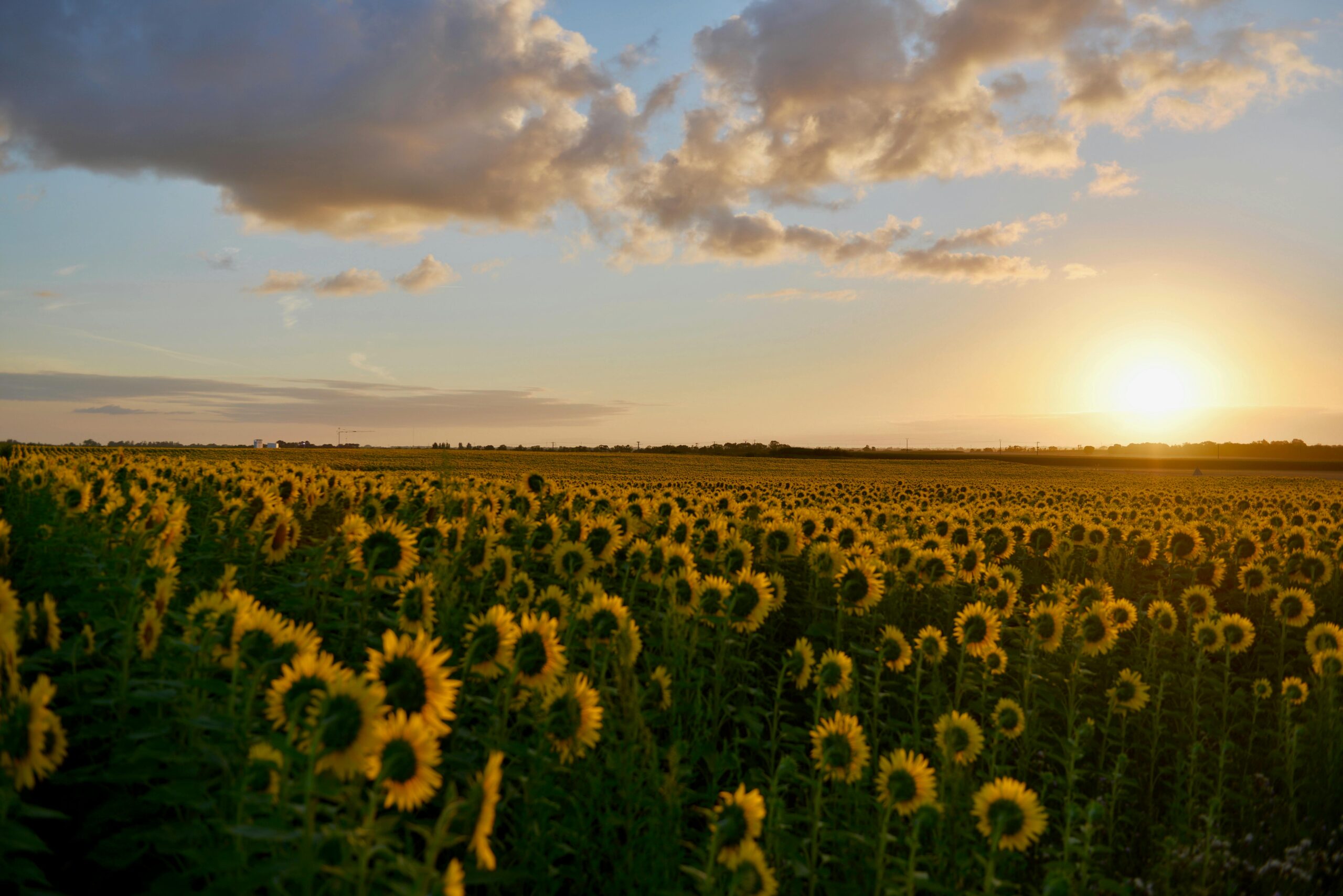 sunflower field london 