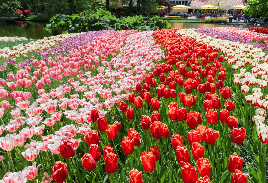 Tulip Festival London