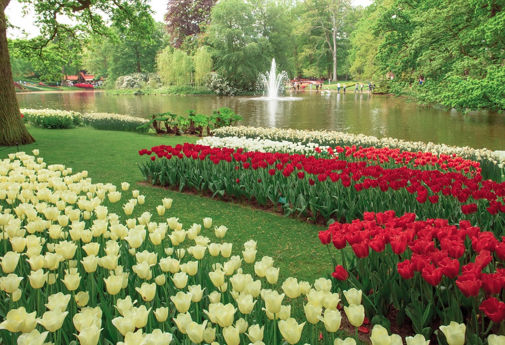 Tulip Festival London