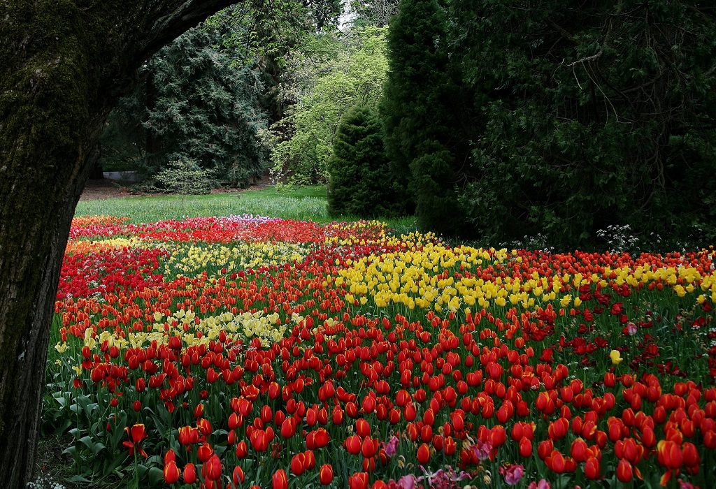 Tulip Festival London